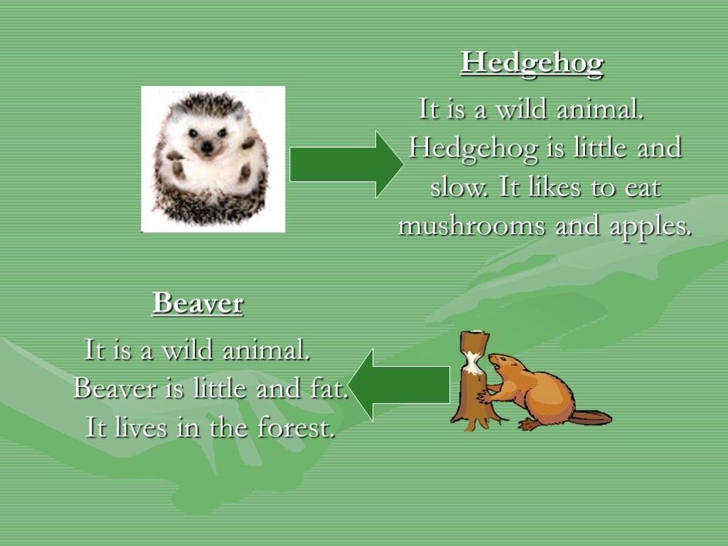 Hedgehog It is a wild animal. Hedgehog is little and slow. It likes to